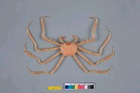 藏品(多槳扁蛛蟹)的圖片